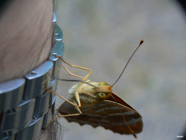 Papillon (13 sur 19)