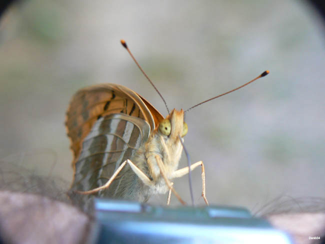Papillon (16 sur 19)