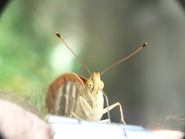 Papillon (17 sur 19)