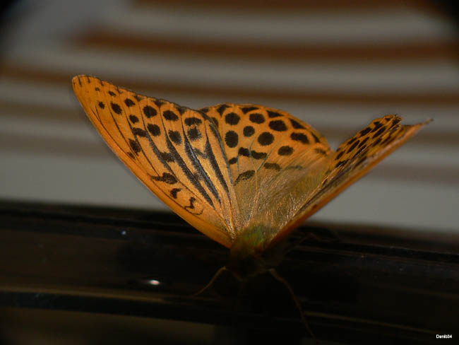 Papillon (5 sur 19)