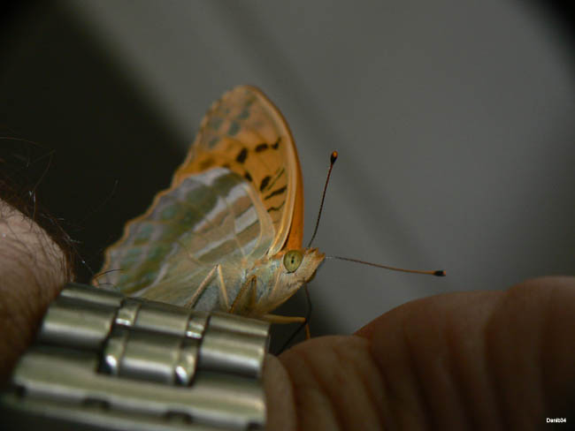 Papillon (9 sur 19)