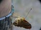 Papillon (13 sur 19)