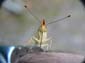 Papillon (15 sur 19)