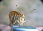 Papillon (16 sur 19)
