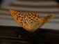 Papillon (5 sur 19)