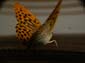 Papillon (6 sur 19)