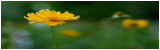 image fleurs